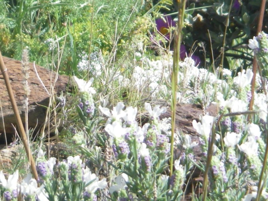 2009-04-18-018-White-Lavandula