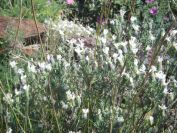 2009-04-18-019-White-Lavandula