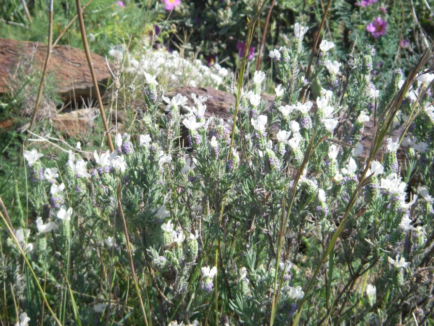2009-04-18-019-White-Lavandula