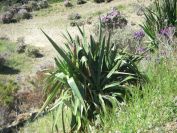 2009-04-18-027-Unknown-Plant