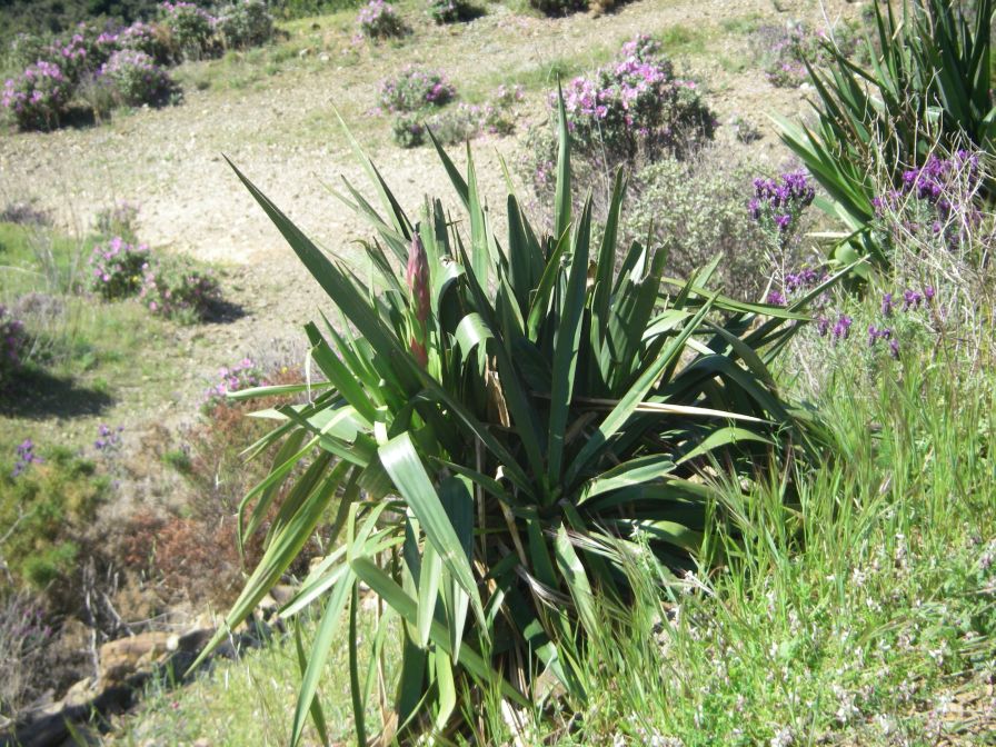2009-04-18-027-Unknown-Plant