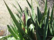 2009-04-18-028-Unknown-Plant
