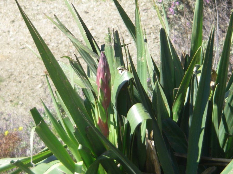 2009-04-18-028-Unknown-Plant