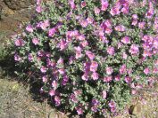 2009-04-18-034-Cistus
