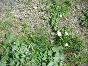 2009-04-18-037-Thrift