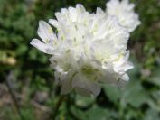 2009-04-18-040-Thrift