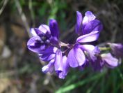 2009-04-18-055-Unknown-Blue