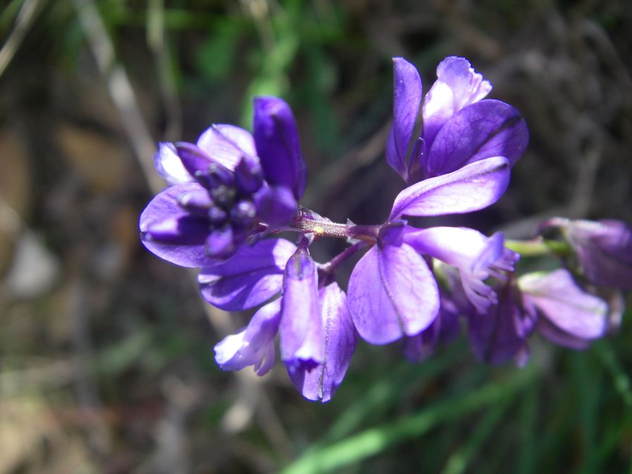 2009-04-18-055-Unknown-Blue