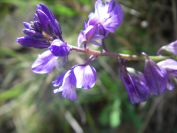 2009-04-18-056-Unknown-Blue