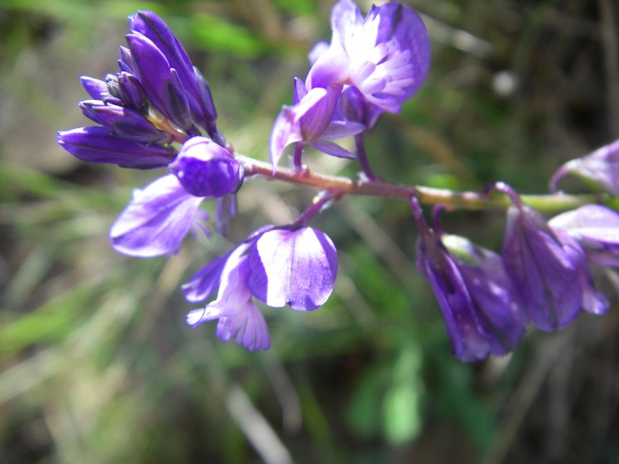 2009-04-18-056-Unknown-Blue