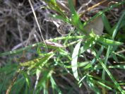 2009-04-18-057-Unknown-Blue