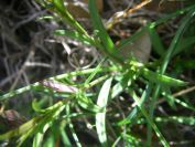 2009-04-18-058-Unknown-Blue