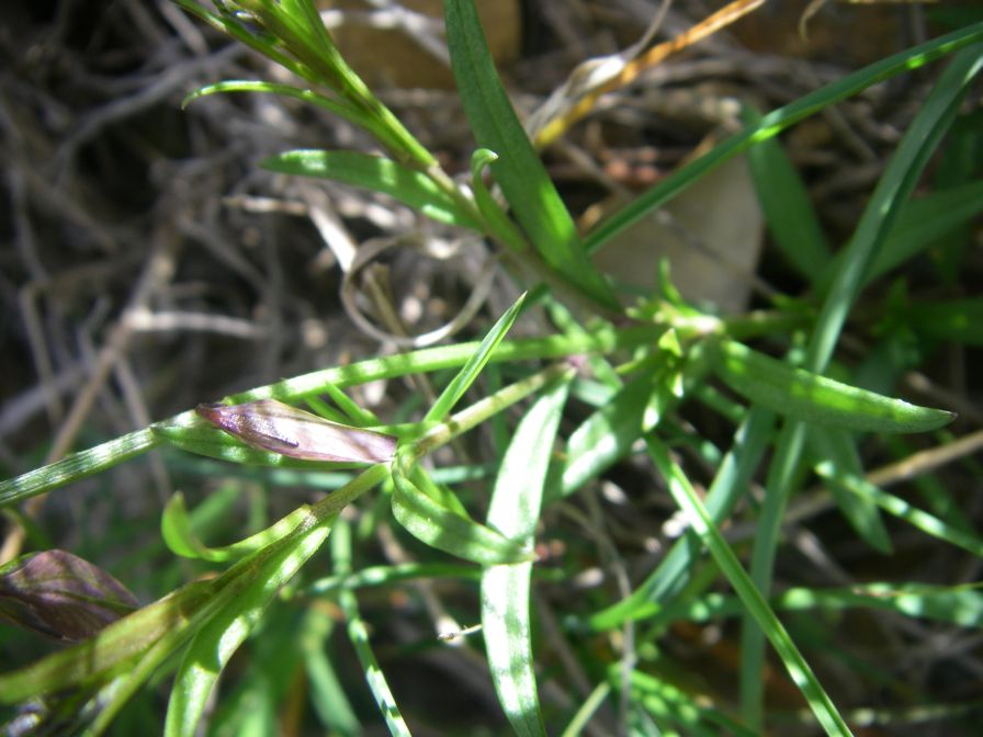 2009-04-18-058-Unknown-Blue