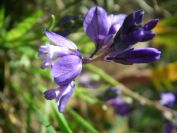 2009-04-18-059-Unknown-Blue