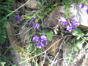 2009-04-18-060-Unknown-Blue