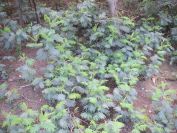 2009-04-18-061-Unknown-Trees