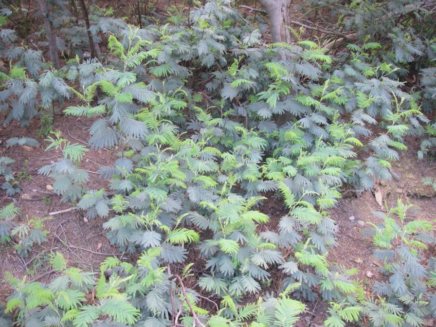 2009-04-18-061-Unknown-Trees