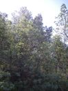 2009-04-18-062-Unknown-Trees