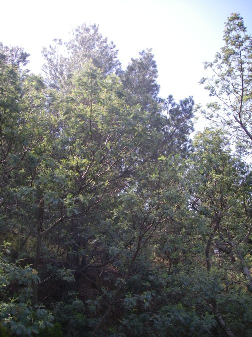 2009-04-18-062-Unknown-Trees