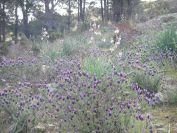 2009-04-18-063-Asphodel
