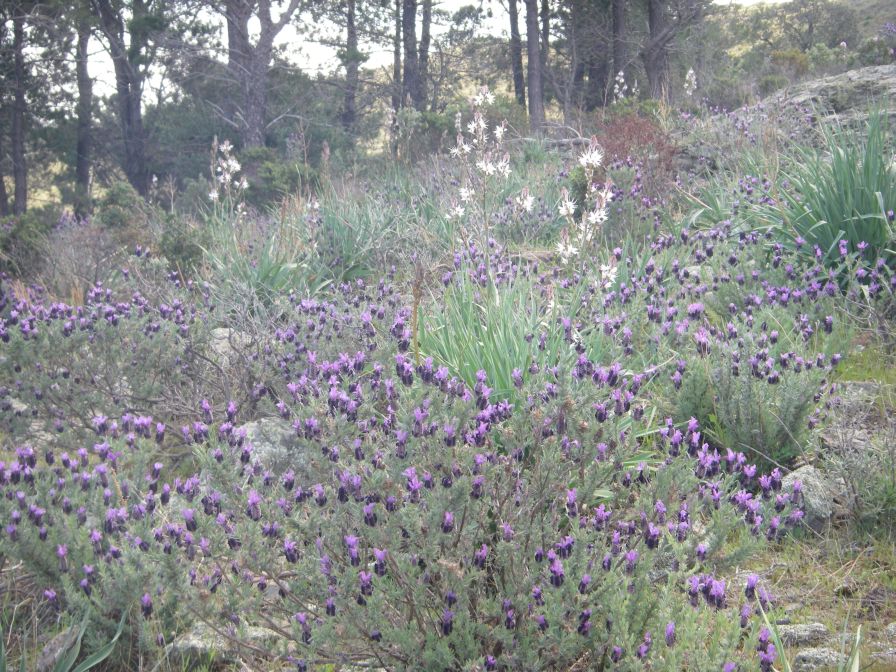2009-04-18-063-Asphodel
