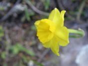2009-04-18-064-Narcissus