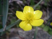 2009-04-18-065-Buttercup