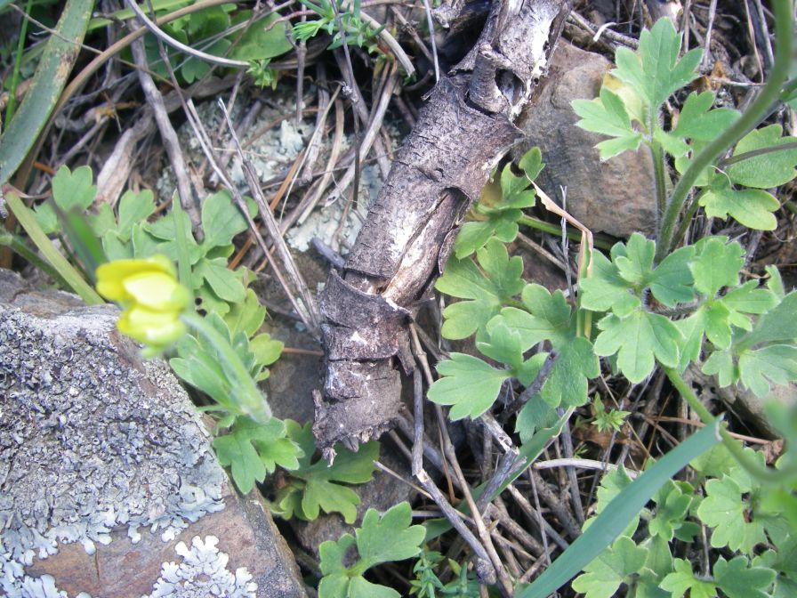 2009-04-18-066-Buttercup