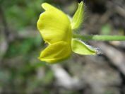 2009-04-18-067-Buttercup