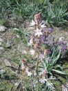 2009-04-18-068-Asphodel