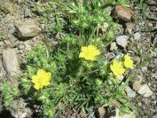 2009-04-18-071-Adonis-Pyrinaeca-Perhaps