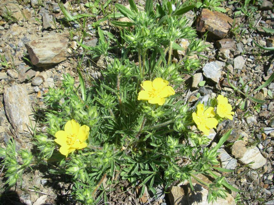2009-04-18-071-Adonis-Pyrinaeca-Perhaps