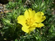 2009-04-18-072-Adonis-Pyrinaeca-Perhaps
