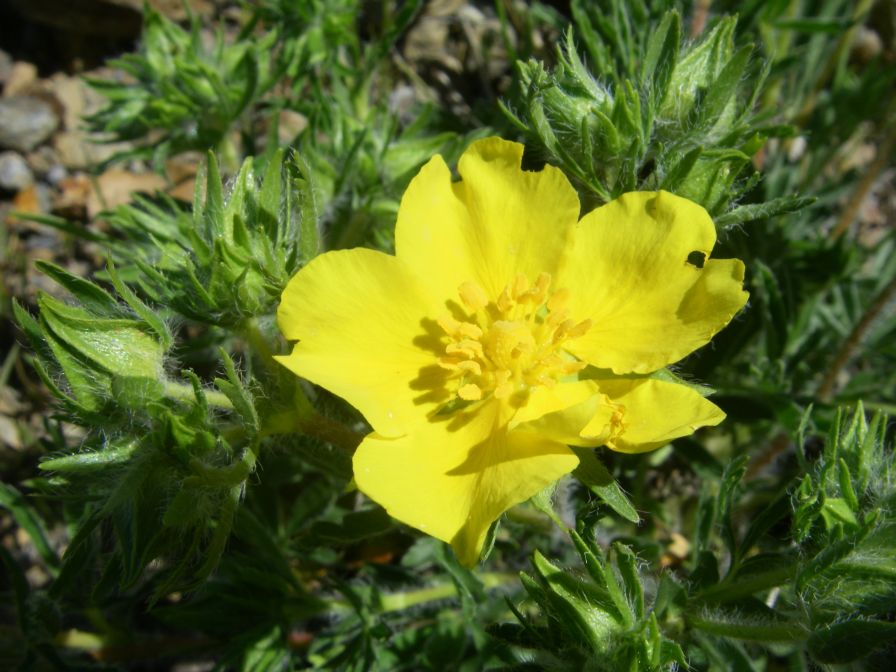 2009-04-18-072-Adonis-Pyrinaeca-Perhaps