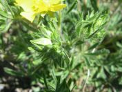 2009-04-18-073-Adonis-Pyrinaeca-Perhaps