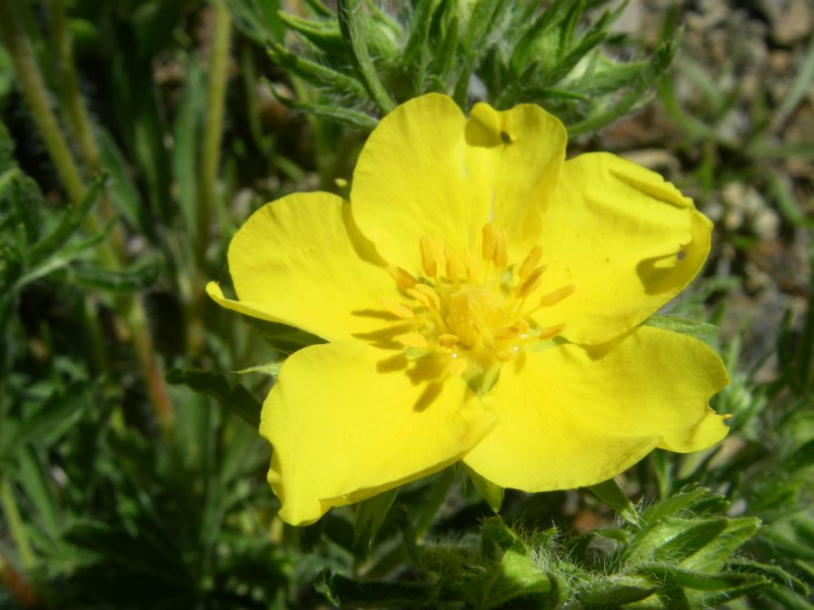 2009-04-18-074-Adonis-Pyrinaeca-Perhaps