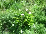 2009-04-18-075-Arum-Lilly