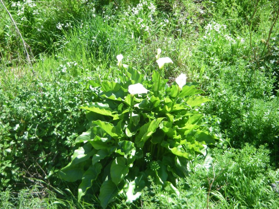 2009-04-18-075-Arum-Lilly