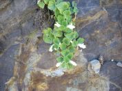 2009-04-18-079-Unknown-White