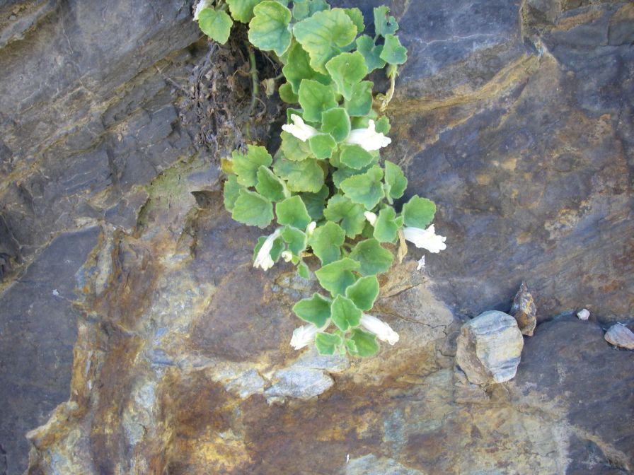 2009-04-18-079-Unknown-White