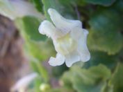 2009-04-18-080-Unknown-White