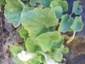 2009-04-18-081-Unknown-White