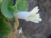 2009-04-18-083-Unknown-White