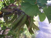 2009-05-24-006-Pea-pod-tree