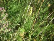 2009-05-24-008-Unknown-Yellow
