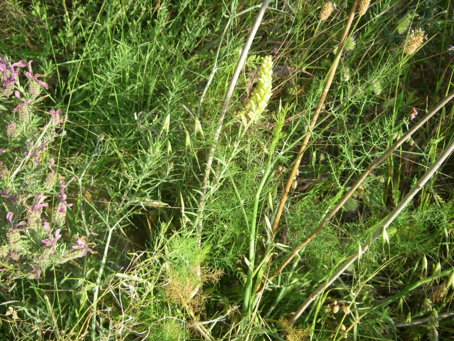2009-05-24-008-Unknown-Yellow