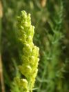 2009-05-24-009-Unknown-Yellow