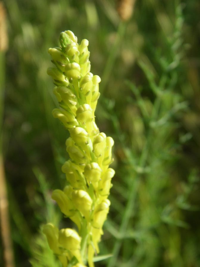 2009-05-24-009-Unknown-Yellow