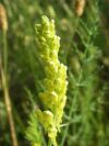 2009-05-24-010-Unknown-Yellow