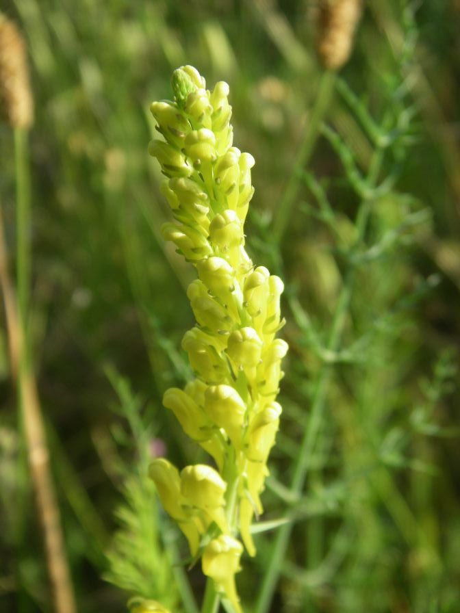 2009-05-24-010-Unknown-Yellow
